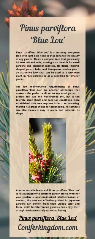 Pinus parviflora ‘Blue Lou’