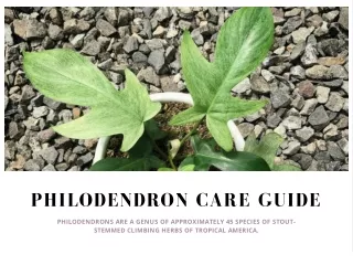 philodendron care guide