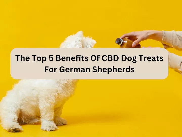 the top 5 benefits of cbd dog treats for german