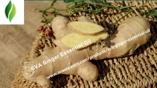 SVA Ginger Essential Oil