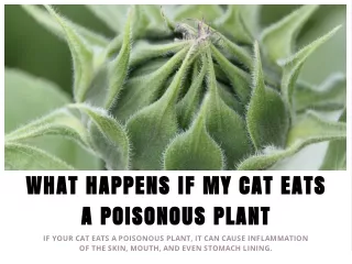 What Happens if My Cat Eats a Poisonous Plant