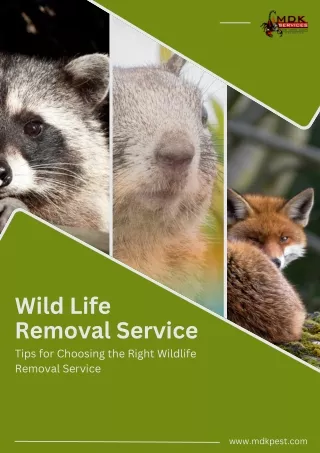 wild life removal service tips for choosing