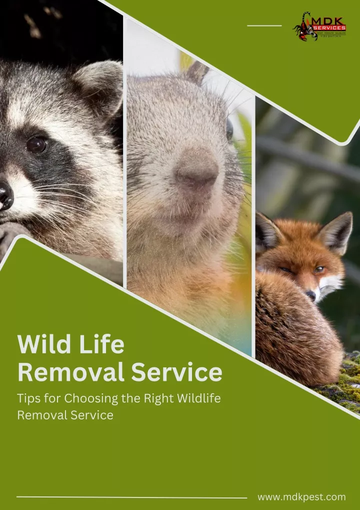 wild life removal service tips for choosing