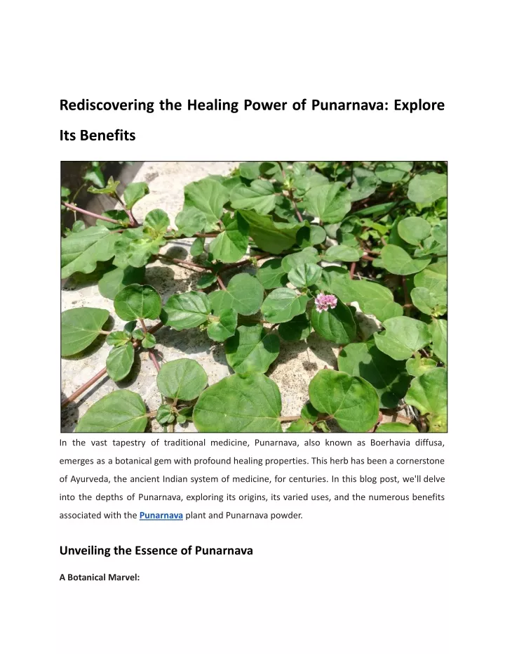 rediscovering the healing power of punarnava