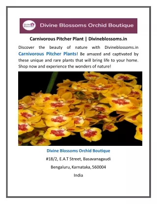 Carnivorous Pitcher Plant | Divineblossoms.in