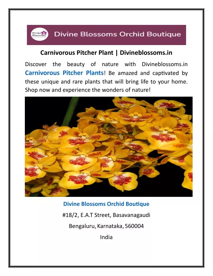carnivorous pitcher plant divineblossoms in