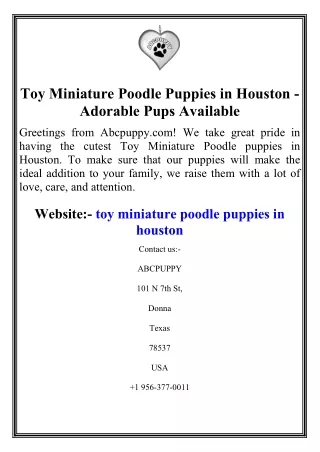 Toy Miniature Poodle Puppies in Houston - Adorable Pups Available
