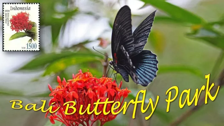 bali butterfly park