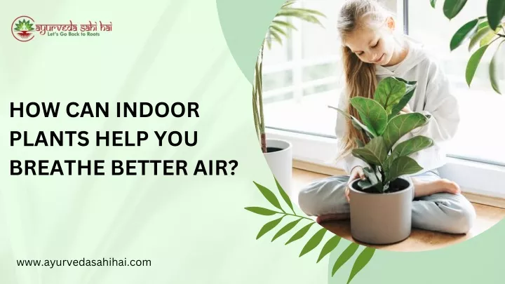 how can indoor plants help you breathe better air