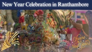 Explore New Year Party Packages in Ranthambore with CYJ – The Tigress