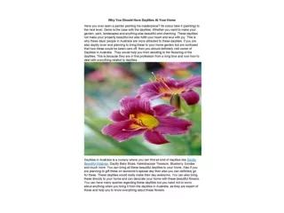 Why You Should Have Daylilies At Your Home