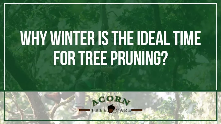 why winter is the ideal time for tree pruning