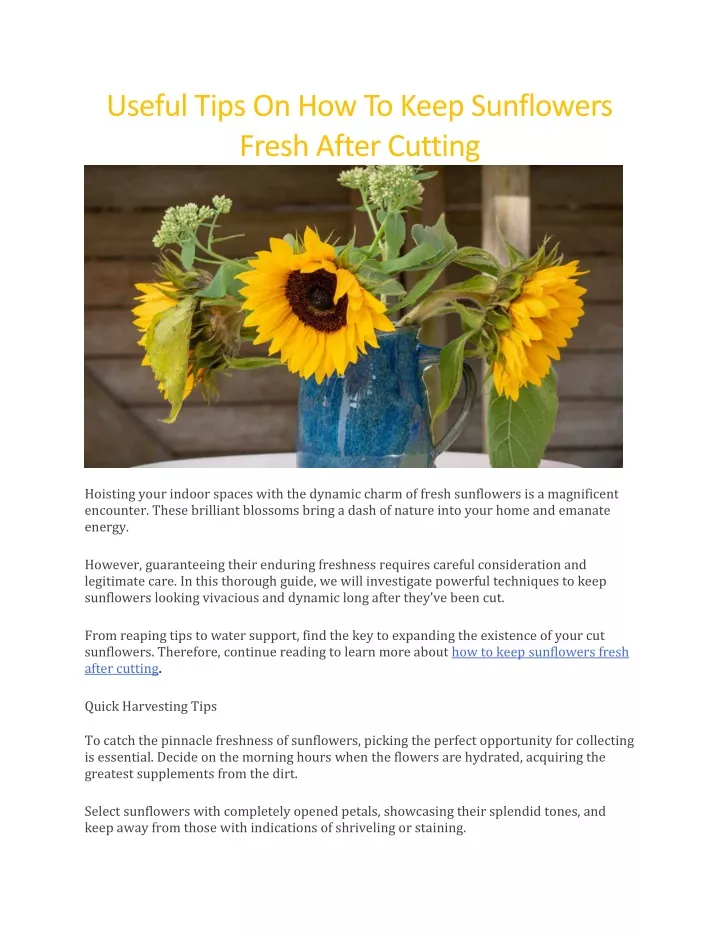 useful tips on how to keep sunflowers fresh after