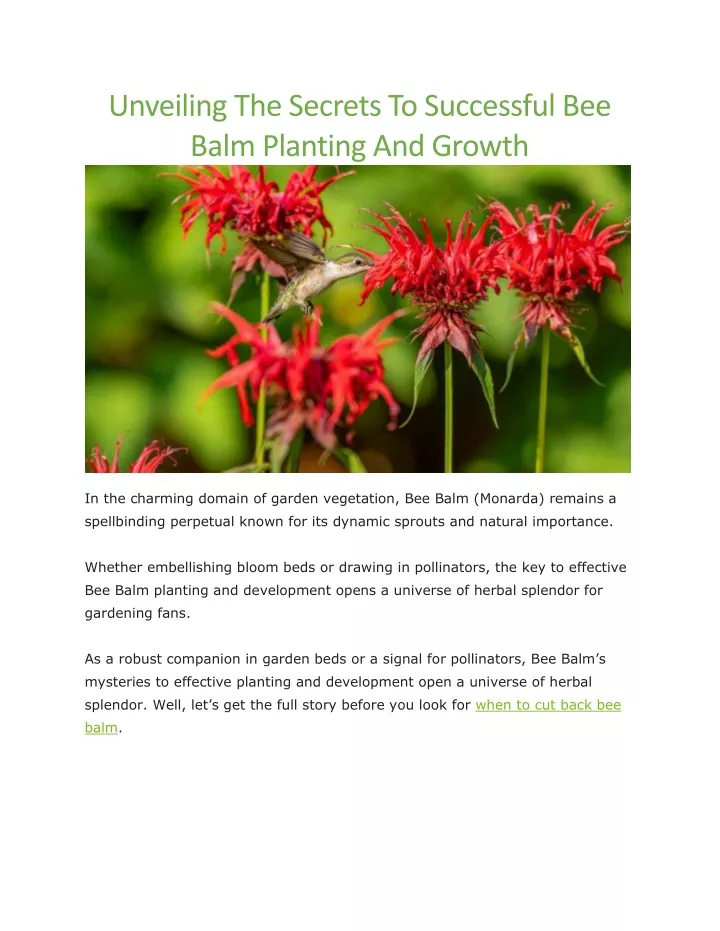 unveiling the secrets to successful bee balm