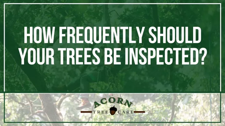 how frequently should your trees be inspected