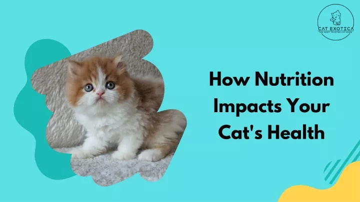 how nutrition impacts your cat s health