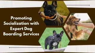 Specialized Pet Care Services