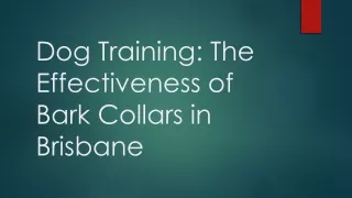 Dog Training The Effectiveness of Bark Collars in Brisbane
