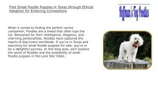 Find Small Poodle Puppies in Texas through Ethical Adoption for Enduring Connections