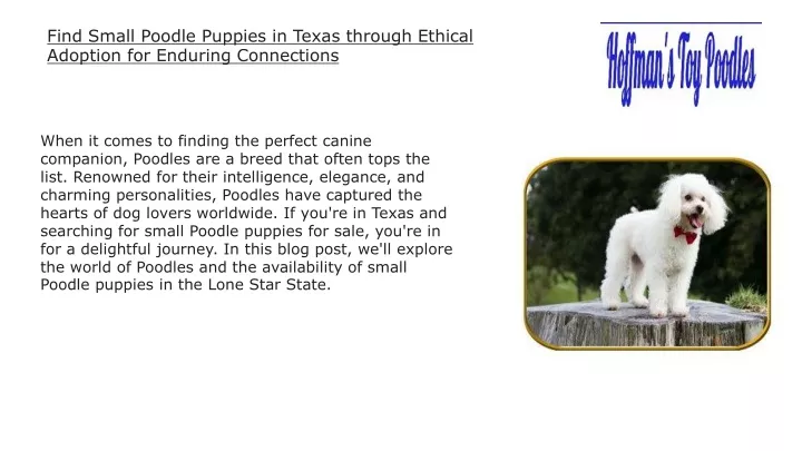 find small poodle puppies in texas through