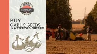 Buy Garlic Seeds in Waterford, Ontario - Healthy Cloves Garlic Company