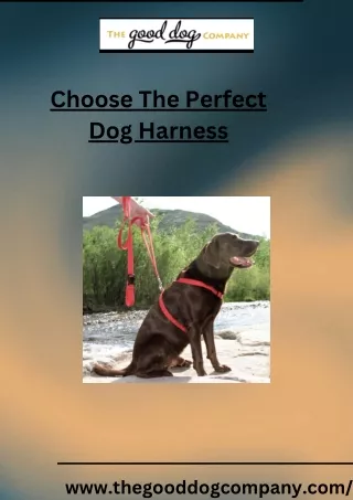 Choose The Perfect Dog Harness