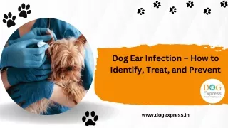 Dog Ear Infection – How to Identify, Treat, and Prevent