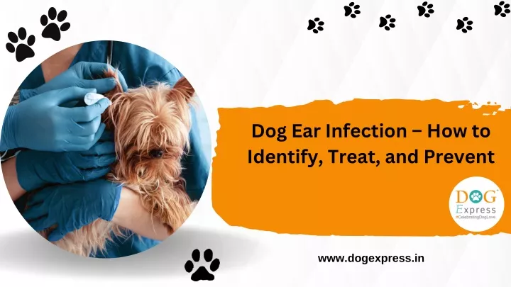 dog ear infection how to identify treat