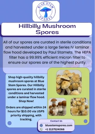 Buy Hillbilly Mushroom Spores Online | Blue Stem Spores