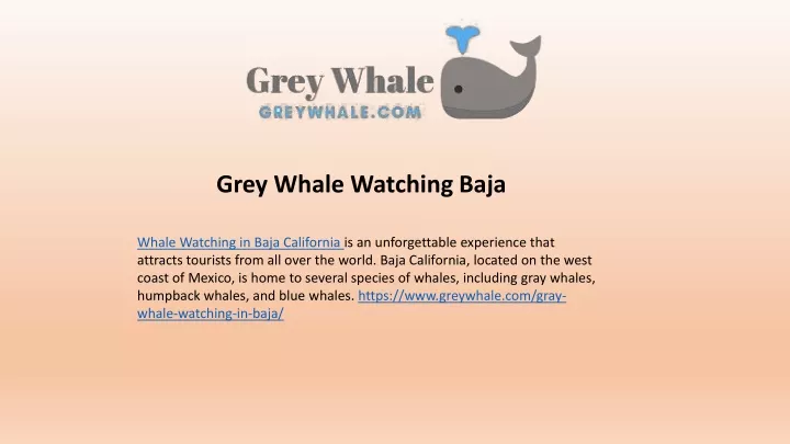 grey whale watching baja