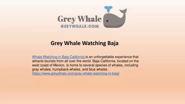 grey whale watching baja