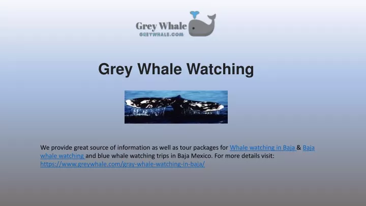 grey whale watching