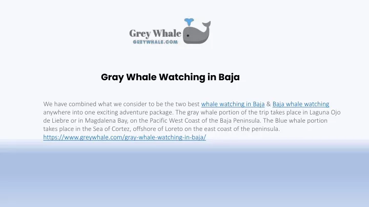 gray whale watching in baja