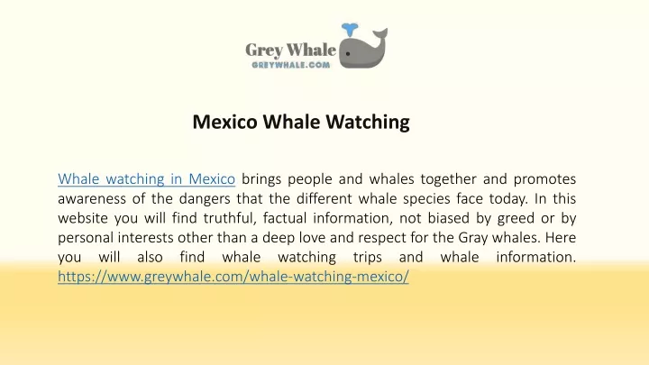 mexico whale watching