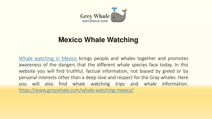 mexico whale watching