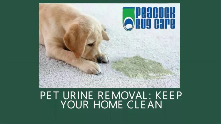 pet urine removal keep pet urine removal keep