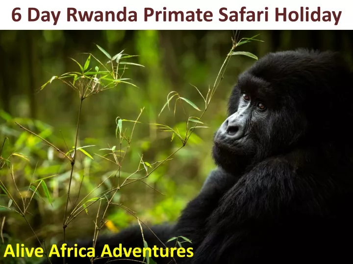 6 day rwanda primate safari holiday