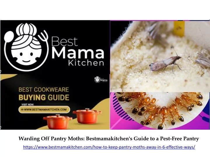 warding off pantry moths bestmamakitchen s guide