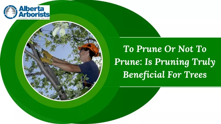 to prune or not to prune is pruning truly