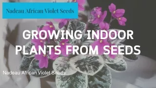 Growing Indoor Plants from Nadeau African Violet Seeds