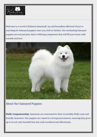 Exceptional Breeding Samoyed Puppies Near me