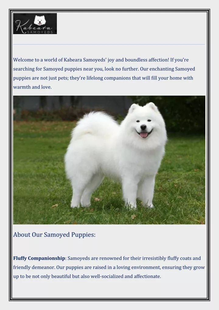 welcome to a world of kabeara samoyeds