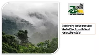 Experiencing the Unforgettable Why End Your Trip with Bwindi National Park Safari