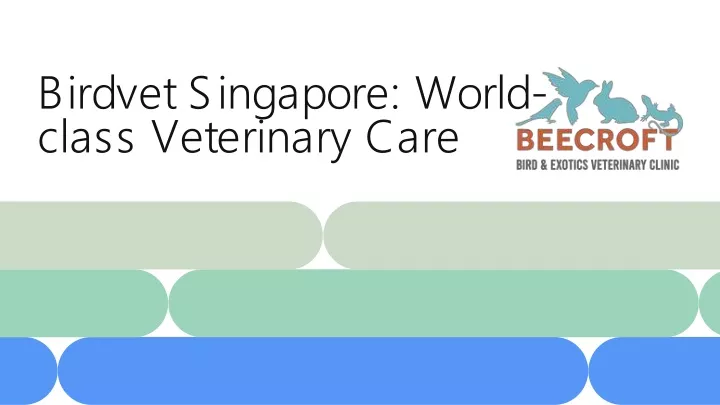 birdvet singapore world class veterinary care
