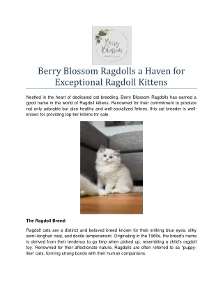 Berry Blossom Ragdolls a Haven for Exceptional Ragdoll Kittens