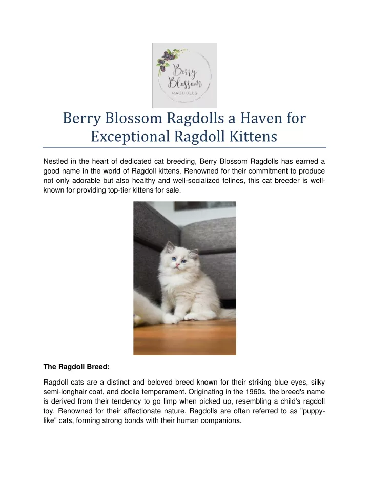 berry blossom ragdolls a haven for exceptional