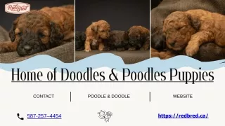 Discovering Delight: The Dazzling World of Doodles & Poodles