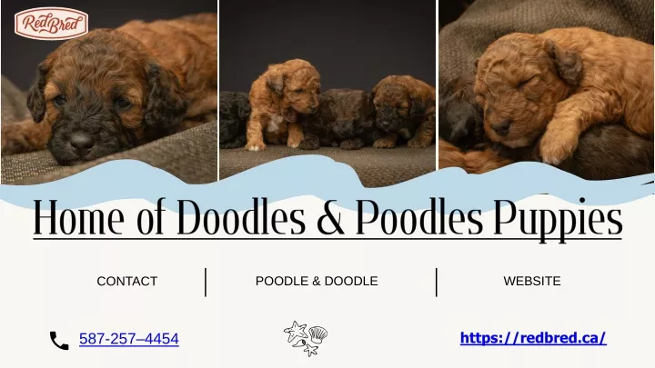 home of doodles poodles puppies