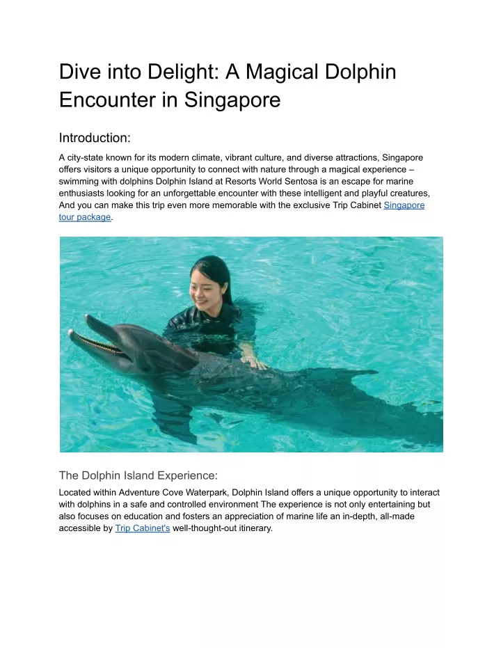 dive into delight a magical dolphin encounter