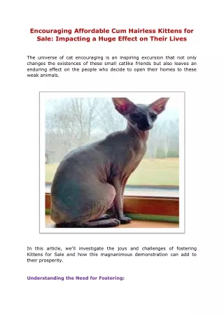Encouraging Affordable Cum Hairless Kittens for Sale Impacting a Huge Effect on Their Lives